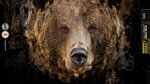 Medveď šelma nová kolekcia zvieracích motívov šatiek